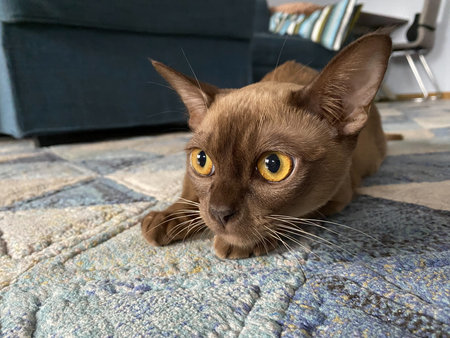 Burmese female chocolate cat is hunting. Young pure breed burmese cat.の写真素材
