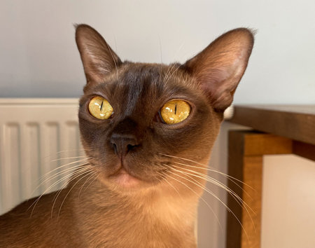 Portrait of a young Burmese cat with brown eyes.の写真素材