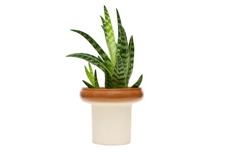Agave in flowerpot isolated on whiteの写真素材