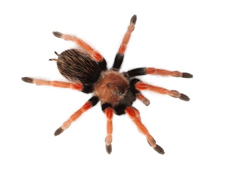 Spider Brachypelma boehmei isolated on whiteの写真素材