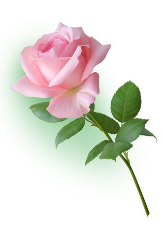 Beautiful  pink rose. For decorating pages, postcards, and greetings.の写真素材