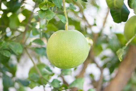 Ripe large green pomelo (shaddock, grapefruits, rutaceae, citrus maxima, citrus grandis, Merra, pummel, pumpelmoes) hanging on a tree branch in the garden with green leaves and brown branch backgroundの写真素材