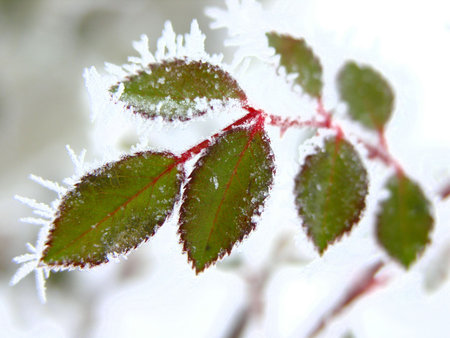 hoarfrosted leaves