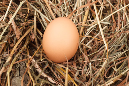 photo of brown eggs at hay nest in chicken farm