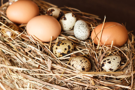 Set chicken and quail eggs on dry grassの写真素材