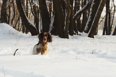 Brown dog cocker spaniel sits in the snowの写真素材
