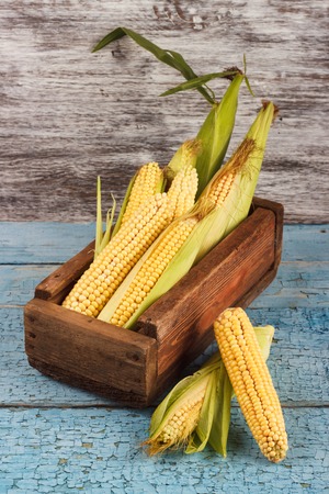 The harvest of raw ripe corn in the wooden box on the old blue boardsの写真素材