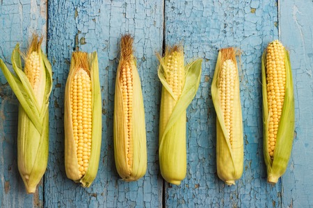 The harvest of raw ripe corn. Line from corn on the old blue boardsの写真素材