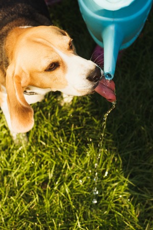 Small dog Beagle drinks water from watering can, soft focus backgroundの写真素材