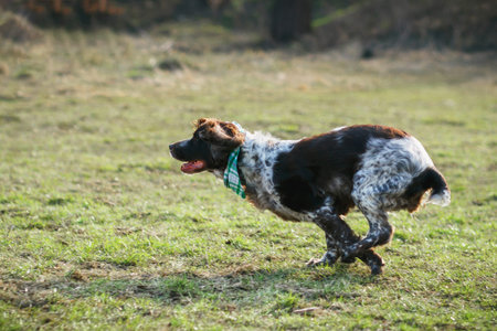 Brown spotted russian spaniel in the forest, soft focus backgroundの写真素材