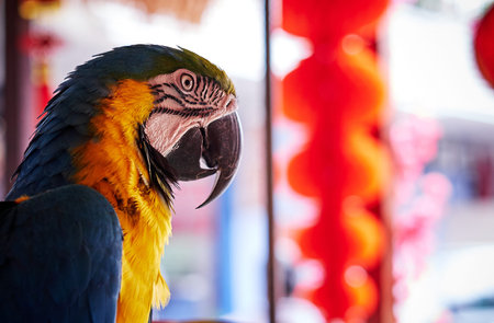 Beautiful parrotの写真素材