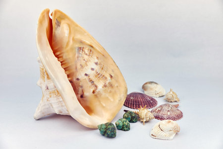 seashell