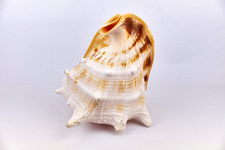 seashell