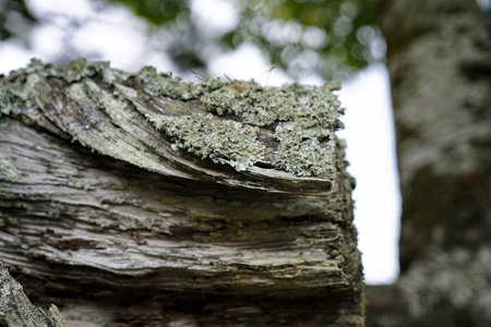 Close-up of an old tree trunk with moss and lichen
