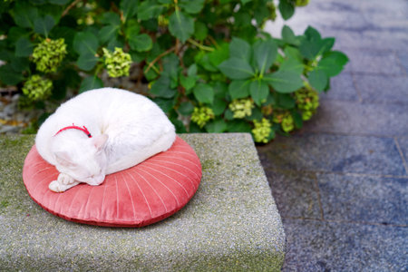 White cat sleeping on a red pillow in the garden. Copy space.の写真素材