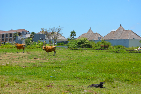 Cattle and dogsの写真素材