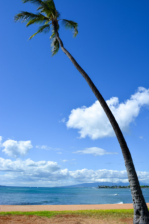 Hawaii palmの写真素材