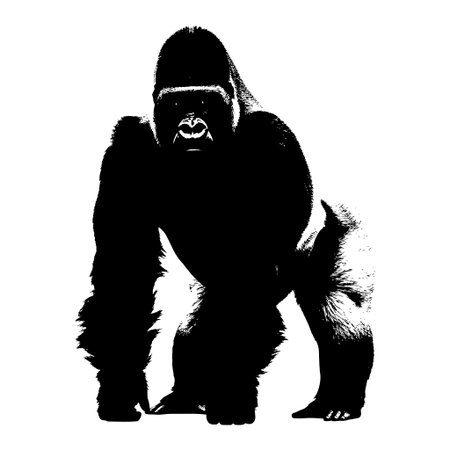 Large western lowland gorilla standing on transparent background