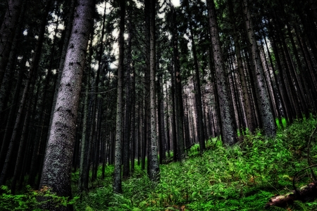 mountain forestの写真素材