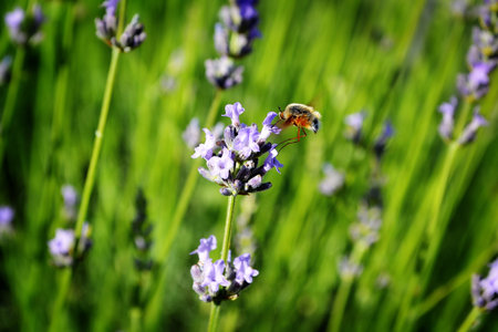 Long-nosed bee fly with lavender
