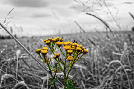 Yellow flower between oats in a farmlandの写真素材