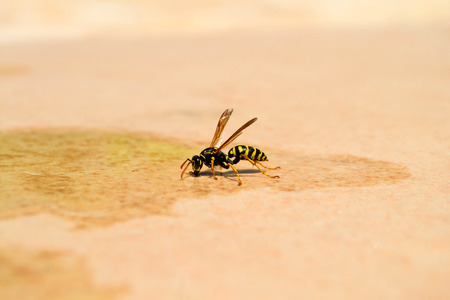 Close up of a bee drinking waterの写真素材
