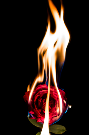 Burning flower on black backgroundの写真素材