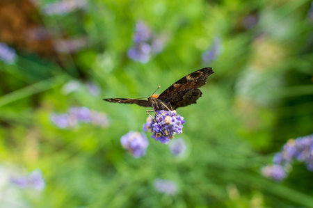 Red Small Tortoiseshell butterfly feasting on violet lavenderの写真素材