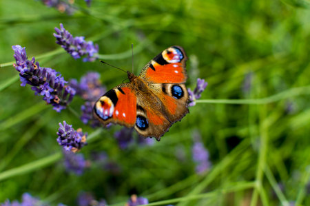 Red Small Tortoiseshell butterfly feasting on violet lavenderの写真素材
