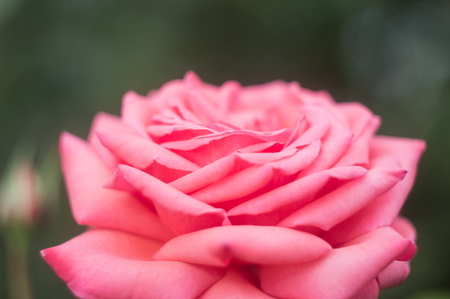 Close up of a big pink roseの写真素材