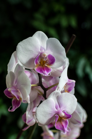 white pink orchid, white orchid on green, white orchids pink lines, natural flowersの写真素材