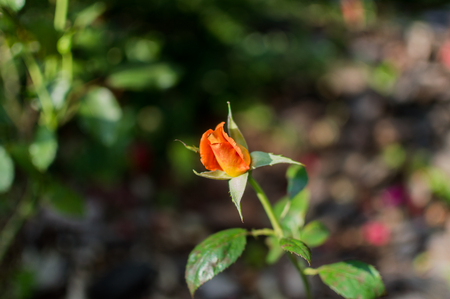 Beautiful come into bloom orange red rose in the rose gardenの写真素材