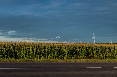Windmills standing on corn field. Beautiful rural landscape with windmills.