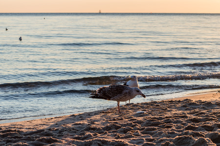 Group of seagulls fighting on sandy sea shore over fish scraps after fishermen Their clean catch.の写真素材