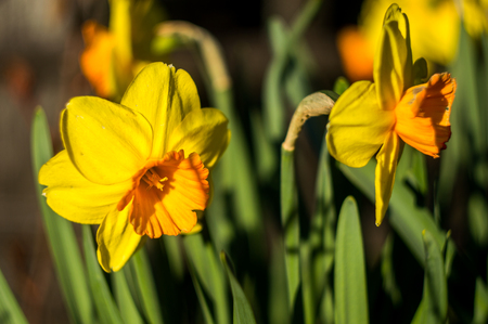 Yellow Daffodil flowerの写真素材