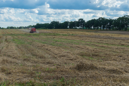 Grain is being cut by combine-harvester during harvest time in summer in Polandの写真素材