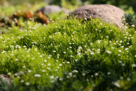 Green grassの写真素材