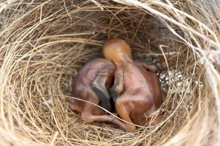 Bird wings and feather growth, nestling in the nest