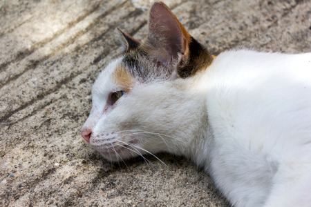Lovely cat  lie down quietly on cement floorの写真素材