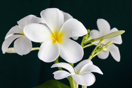 Isolate beautiful charming white flower plumeria bunch on black backgroundの写真素材