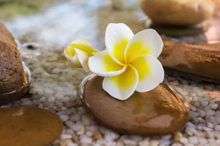 Touching nature with relaxing and peaceful with flower plumeria or frangipani decorated on water and pebble rock in zen style for spa meditation moodの写真素材