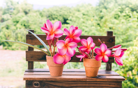 Beautiful fresh young mini flower pink plumeria or frangipani decorated in lovely mini baked clay vase put on mini bench with nature view backgroundの写真素材