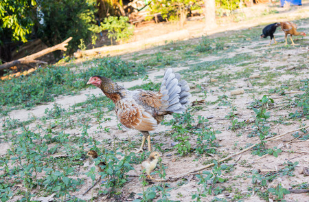 Hen and chick with countryside folk viewの写真素材