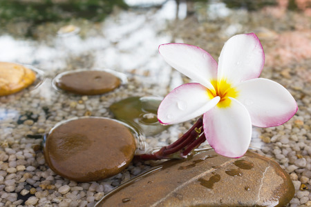 Touching nature with relaxing and peaceful with flower plumeria or frangipani decorated on water and pebble rock in zen style for spa meditation moodの写真素材