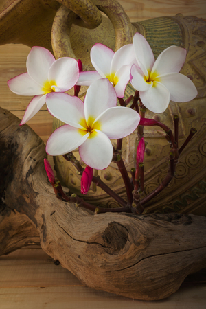 Sepia and antique colour tone of pink flower plumeria bunch with old baked clay vase and wood backgroundの写真素材