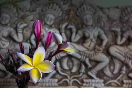 (Still life tone) beautiful flower plumeria or frangipani in Asia  boutique style backgroundの写真素材
