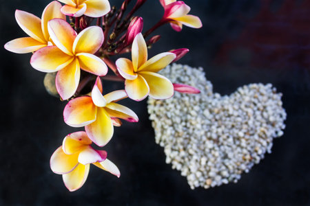 Beautiful frangipani flowers bunch on dark background and blurred heart shape pebbleの写真素材