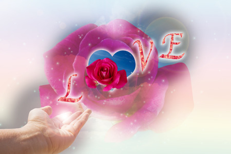 Hand with text love on red rose for sweet love valentine backgroundの写真素材