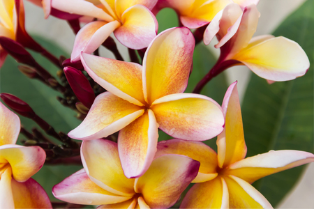 Beautiful yellow orange and pink flower plumeria or frangipani bunchの写真素材