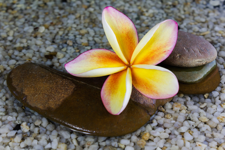Touching nature with relaxing and peaceful with flower plumeria or frangipani decorated on water and pebble rock in zen style for spa meditation moodの写真素材